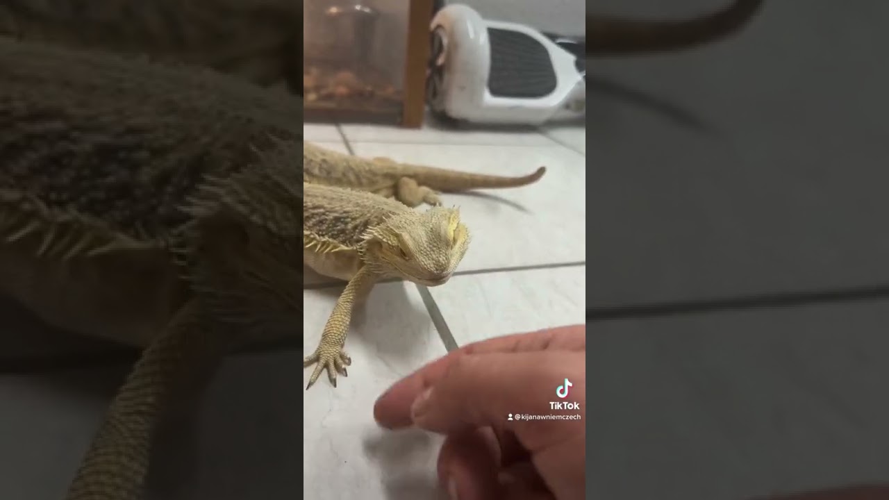 😱😱Ugryzła mnie agama brodata 😱ałaaaa😂😂😂