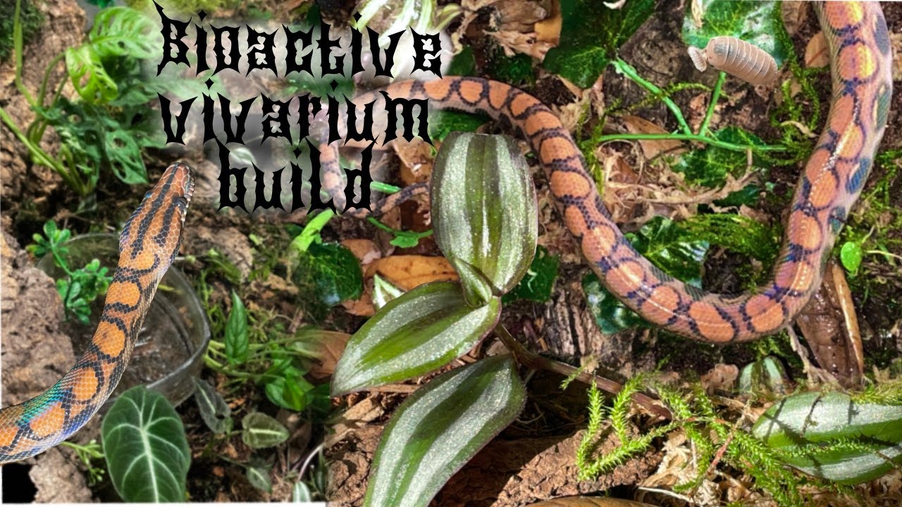 vivarium build ✾ bioactive brazilian rainbow boa enclosure setup