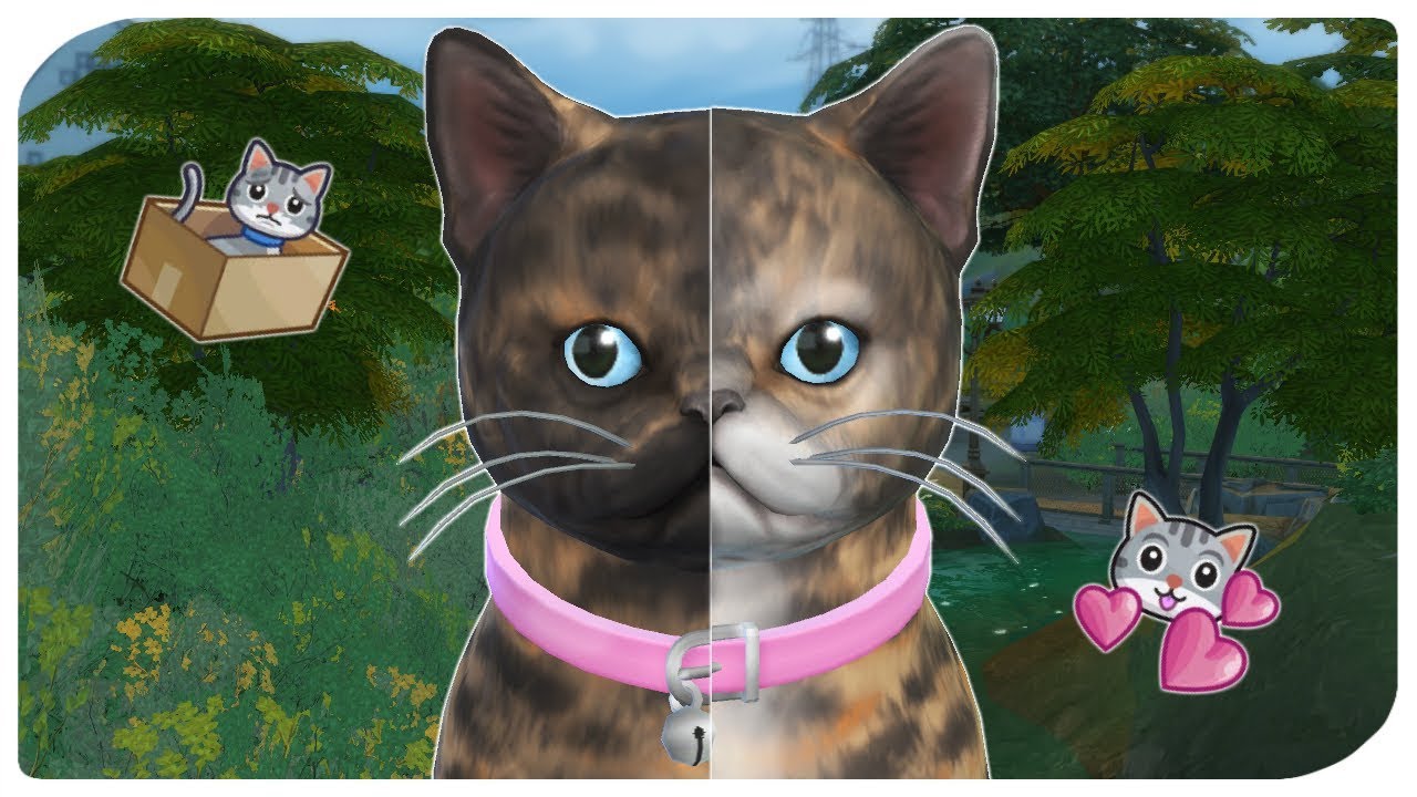 THE SIMS 4 | BIRTH TO DEATH - CAT EDITION