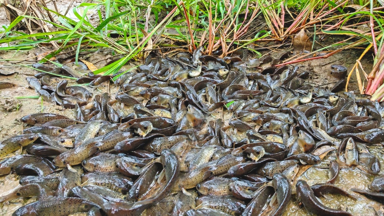 Bast hand fishing! pick eggs duck in the rice field and catch fish a lot of