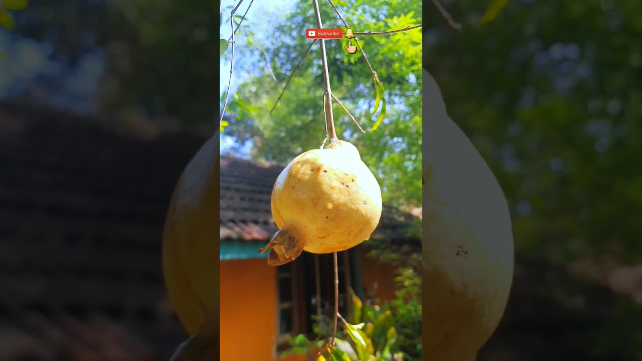 Organic Healthy Fruit | Pomegranate Fruit | #shortsfeed | #subscribe | Kajanthan View #shortsvideo