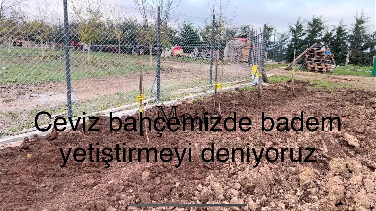CEVİZ BAHÇEMİZDE BADEM FİDANI DİKTİK 