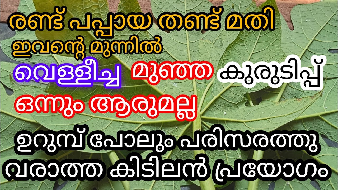 അടിപൊളി ജൈവകീടനാശിനി പ്രയോഗം a1luckylifemedia