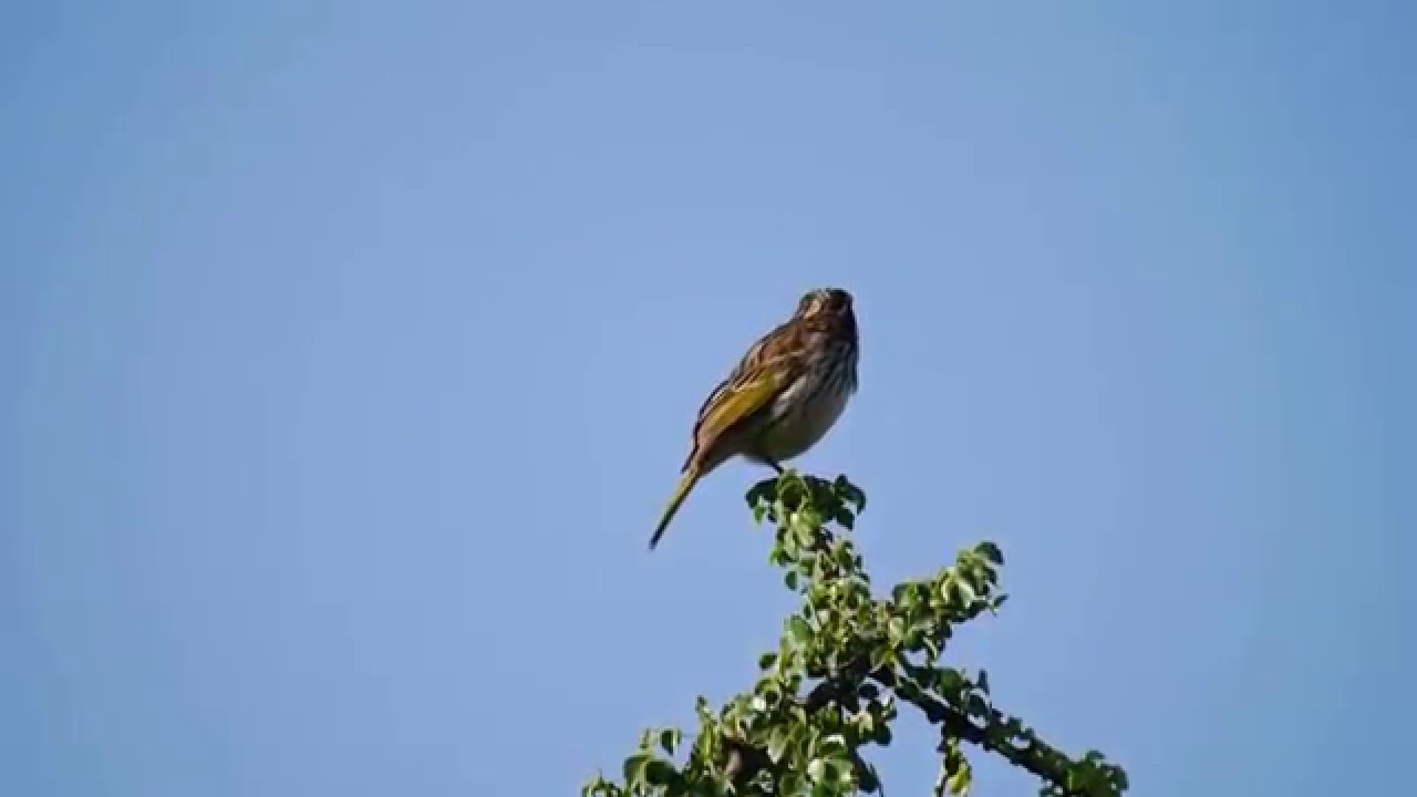 Streaky Seedeater (Serinus striolatus) singing