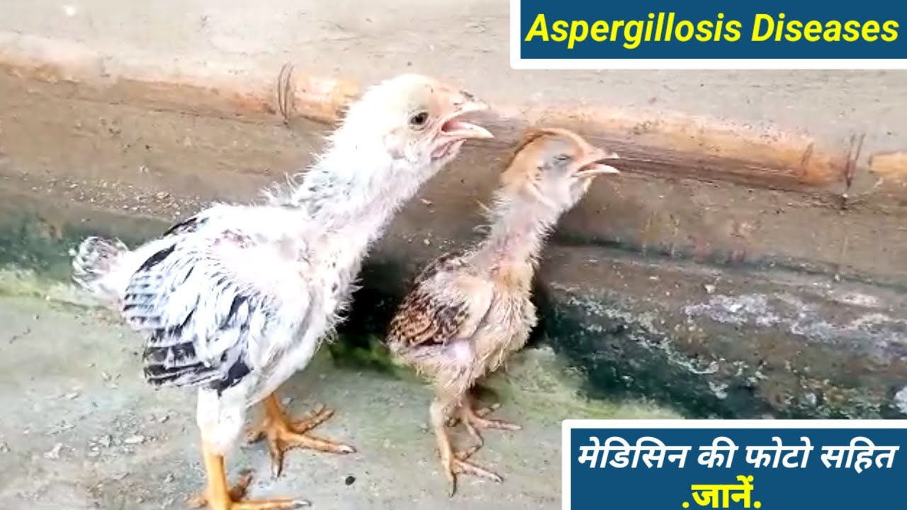 aspergillosis in hindi !! aspergillosis in poultry !! aspergillosis in chickens treatment !!