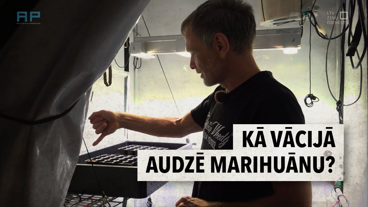 #AizliegtaisPaņēmiens: Kā Vācijā audzē marihuānu?