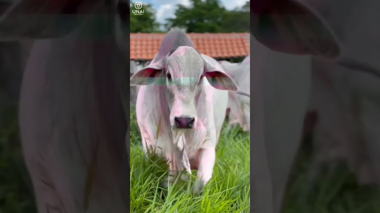 O melhor do Nelore voc&ecirc; encontra na @fazendadallas7818 . Transmiss&atilde;o @unaileiloes