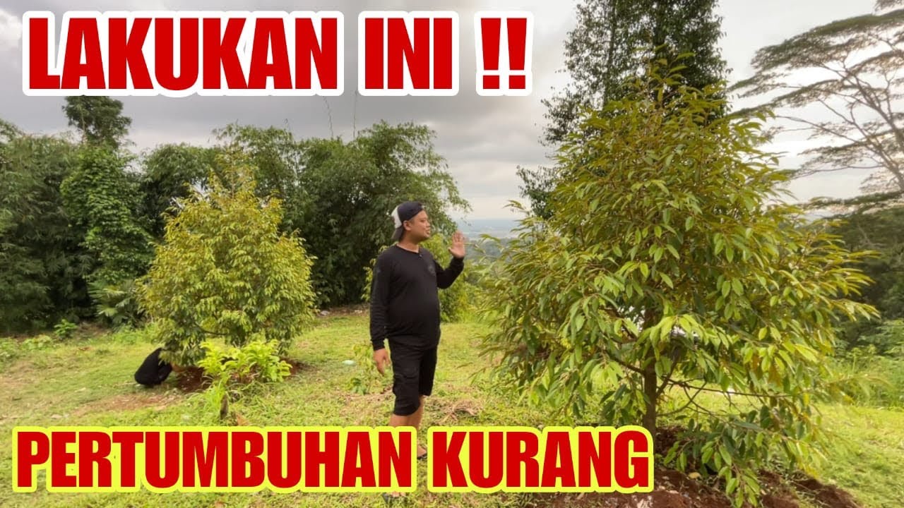 Solusi Jitu! Cara Mengatasi Daun Kuning dan Pertumbuhan Lambat pada Pohon Durian