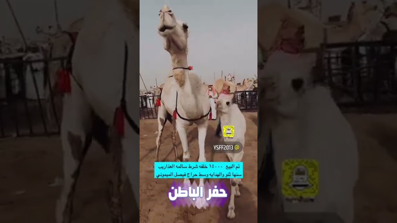 تغطيةلحراج الابلب سوق حفرالباطن  يوم الجمعه 1443/10/27 الموافق2022/5/28
