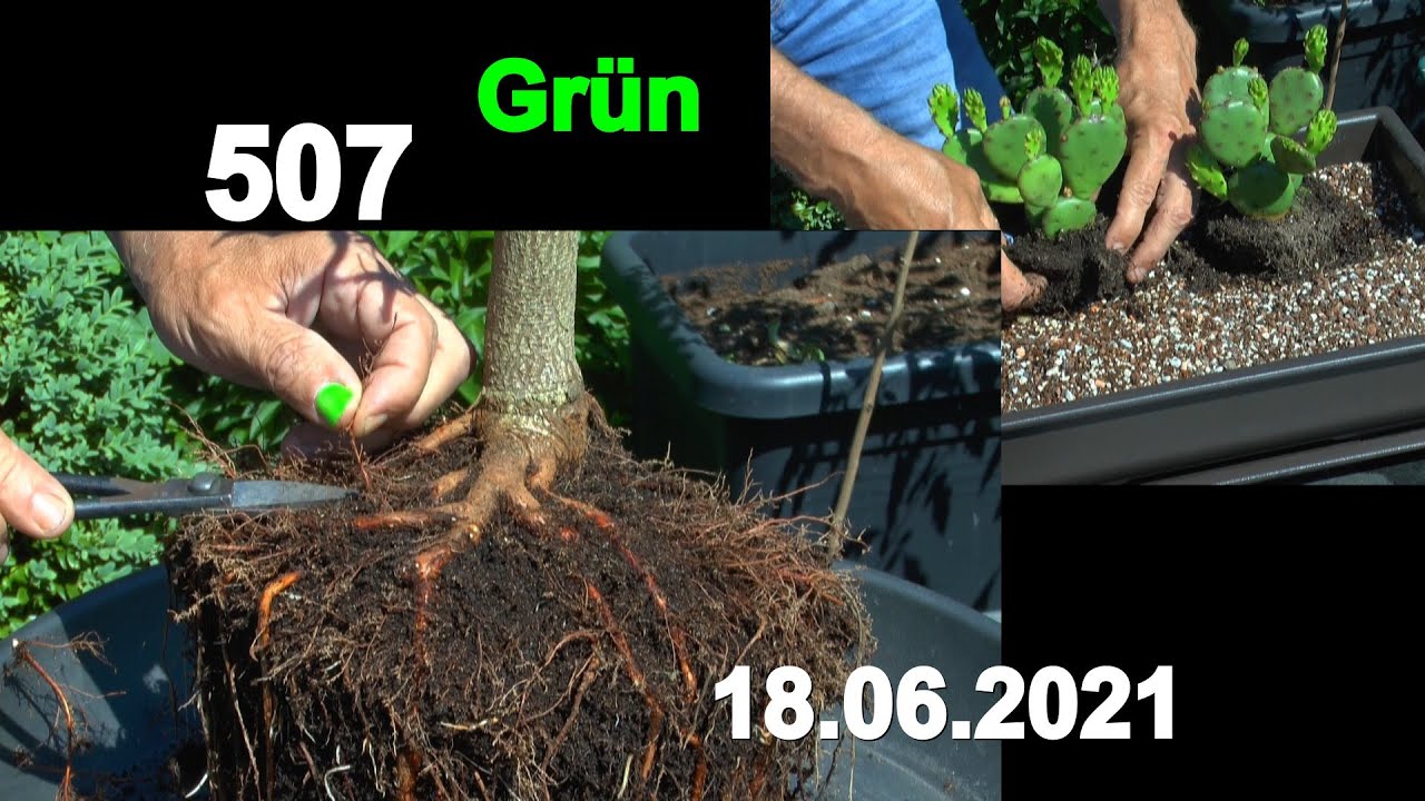 Garten Besonderheiten in Klein, mit Kastanien Baum. Entblättern, Schneiden und Umpflanzen des Baumes