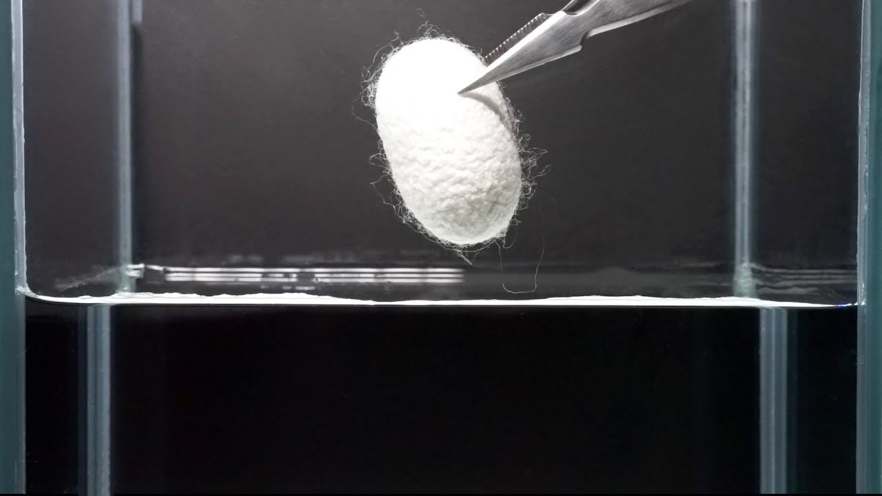 カイコが入った繭を熱湯に落とすと…