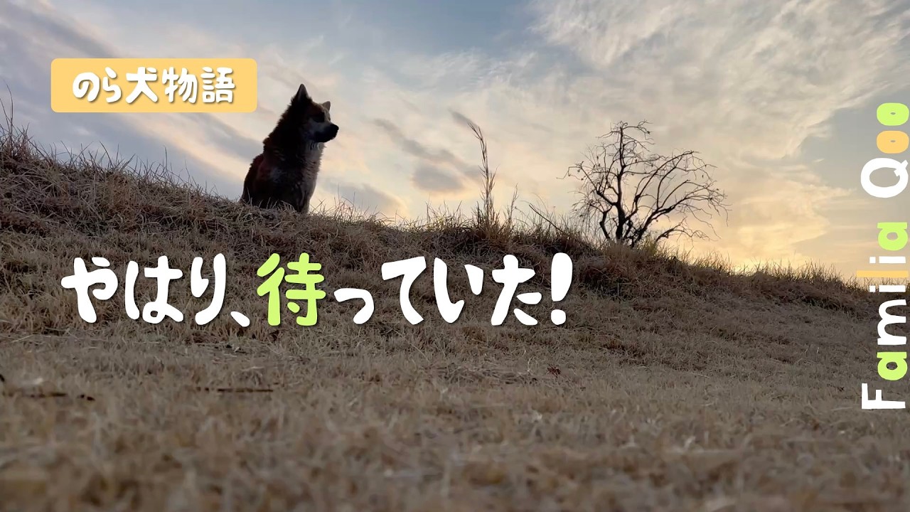 野良犬は、やはり待っていた!【M.ダックスと近所ののら犬】