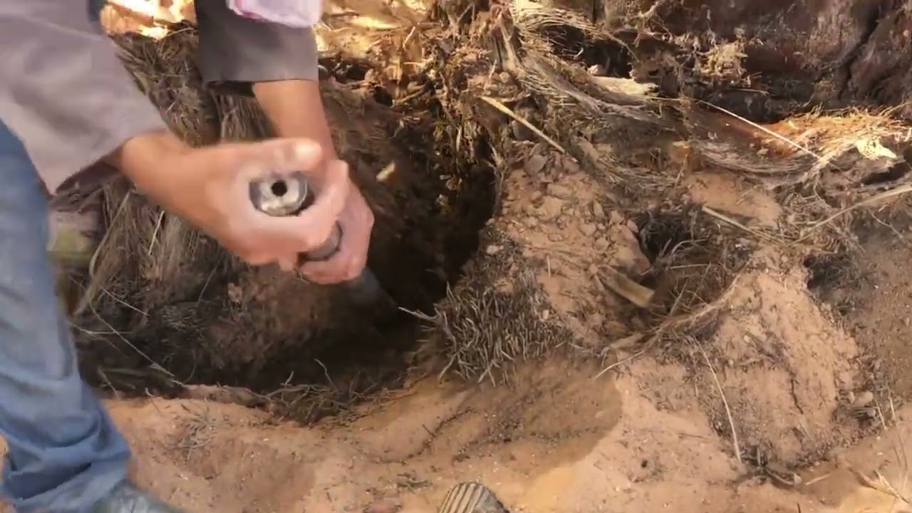 الطريقة السليمة لقلع الحشان