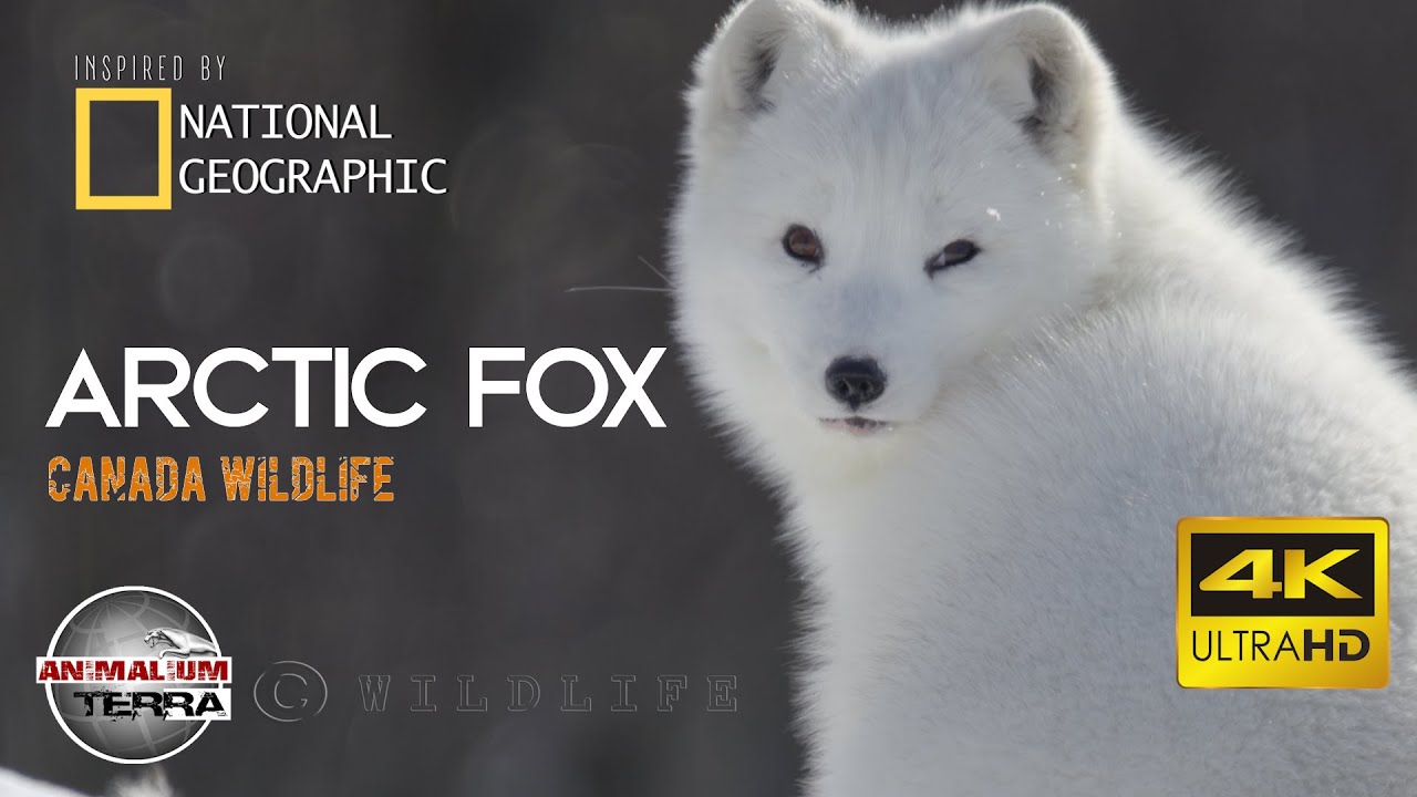 Arctic Fox - Canada Wildlife - Scientific name: Vulpes Lagopus