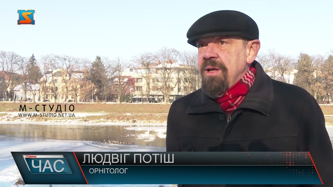 Зимові крила Ужа: водоплавні птахи заполонили річку