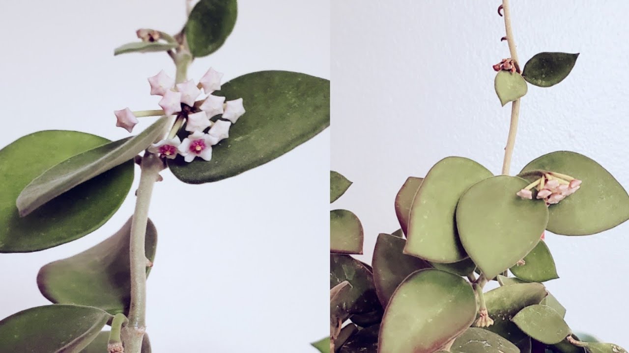 Hoya Nummularioides 04 Part 01 | Plant Vlog 324