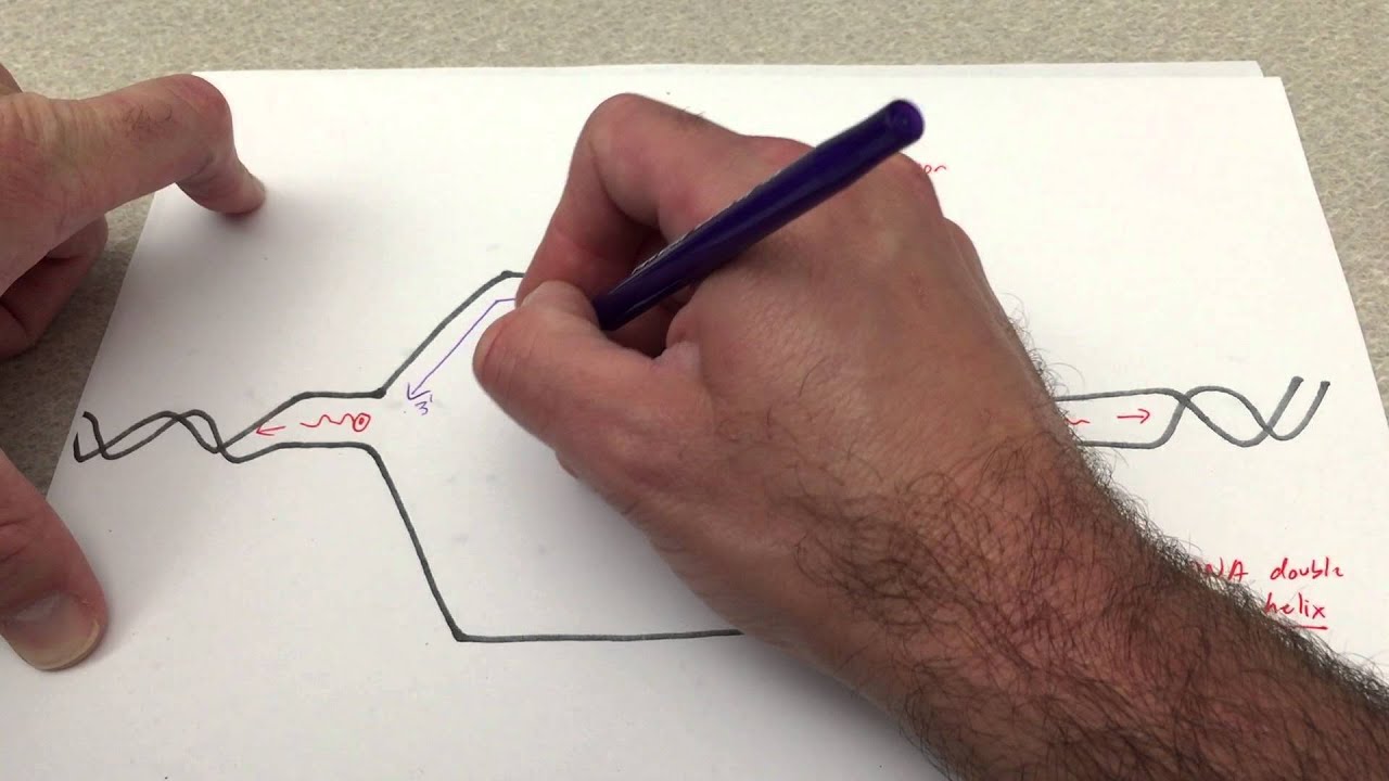 DNA Replication at the replication fork