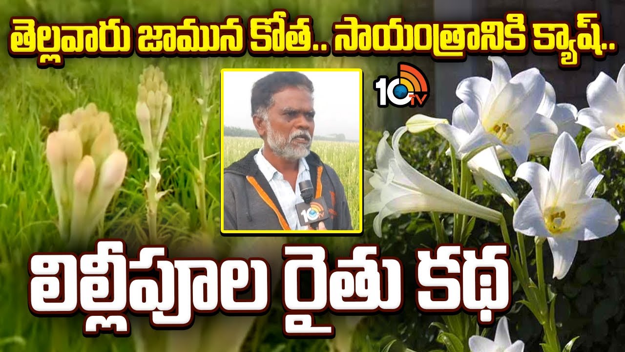 Lily Farming Farmer Success Story | తెల్లవారు జామున కోత..సాయంత్రానికి క్యాష్..లిల్లీపూల రైతు కథ|10TV