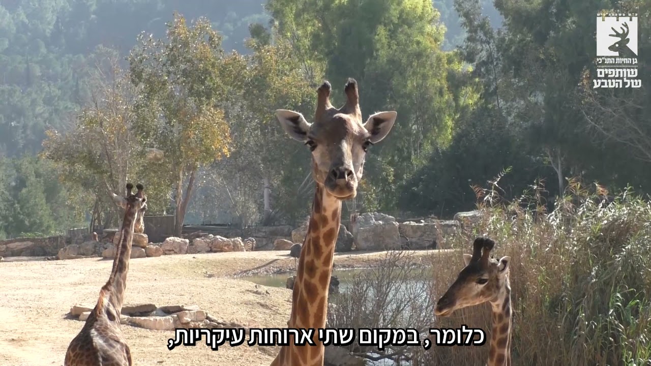 הכירו את השפית של גן החיות