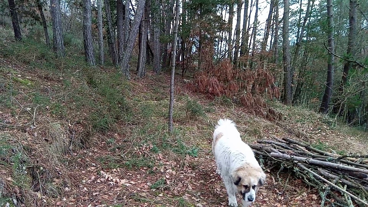 Mastin del Pirineo (por montes y valles 1)