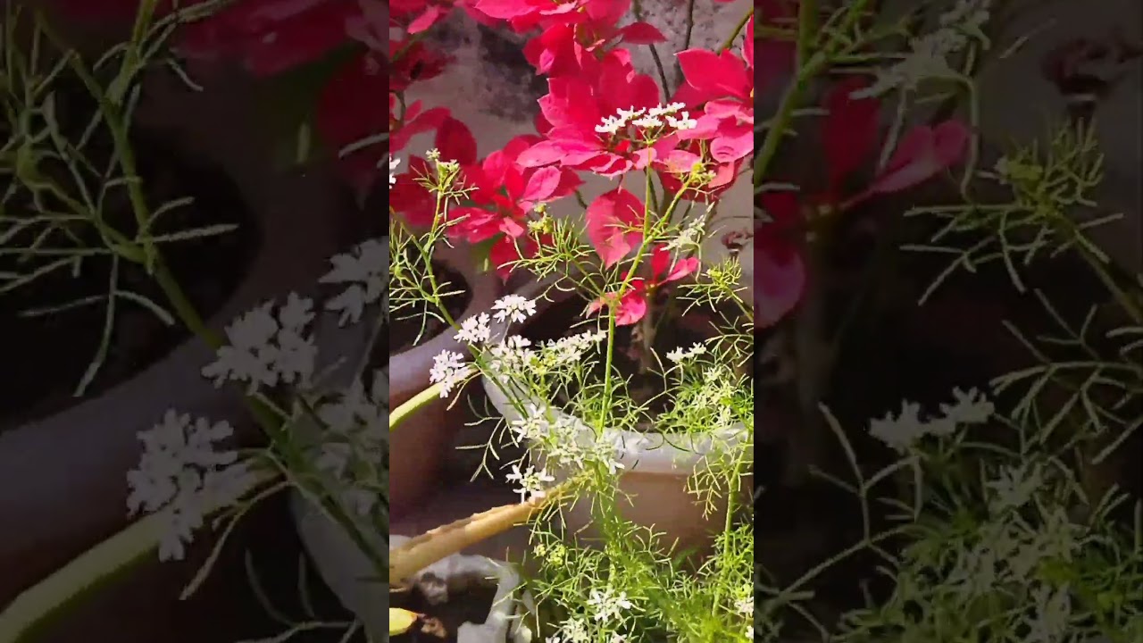 Gardening on Terrace | @ShabLko