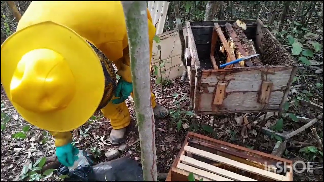 Fazendo uma transferência do enxame que chegou na caixa isca para o núcleo🐝🐝🐝🐝