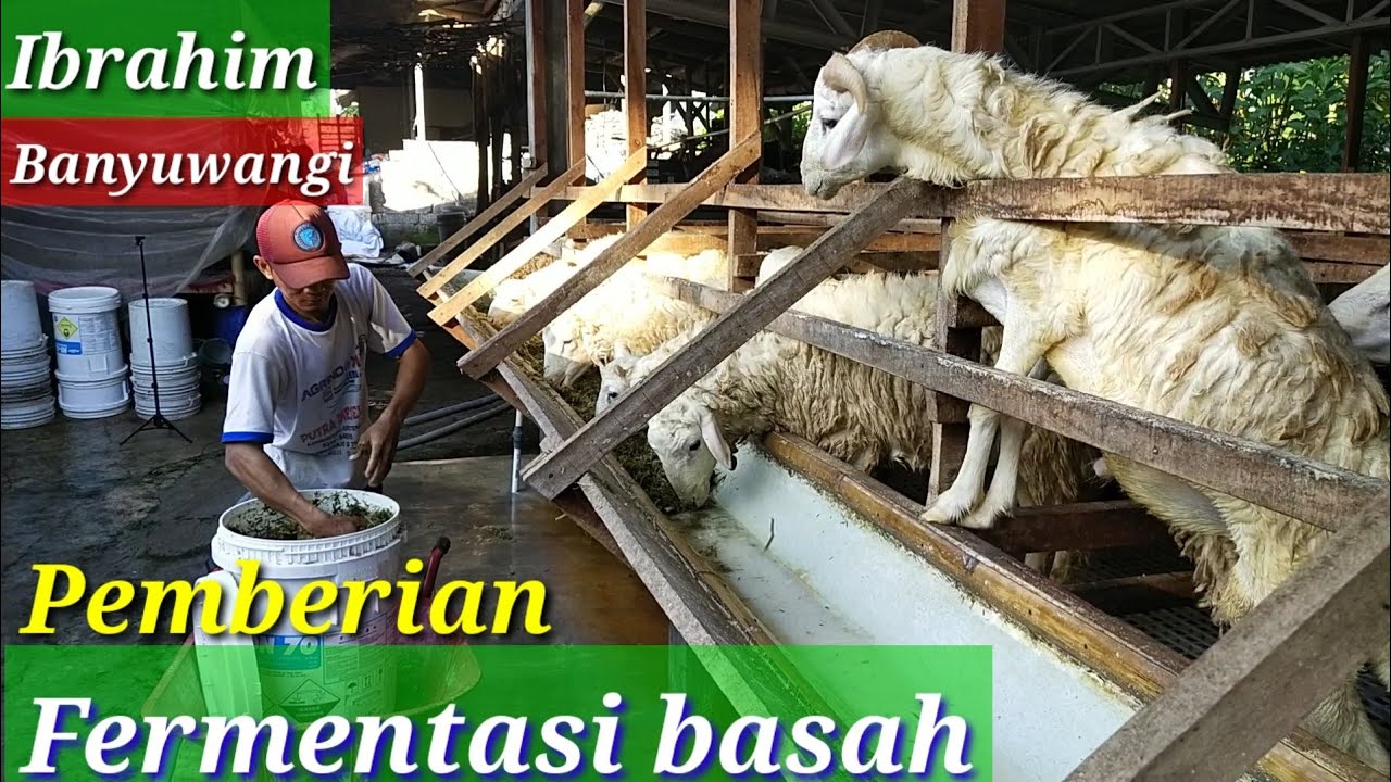 FERMENTASI PAKAN KAMBING - Pemberian pakan fermentasi pada kambing dari rumput Odot - rumput liar