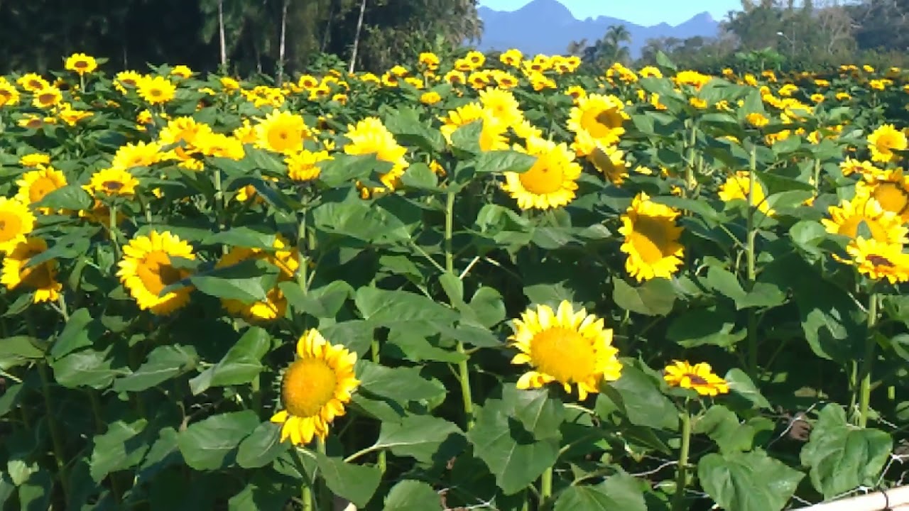 Girassóis - Agrícola da Ilha - Joinville/SC