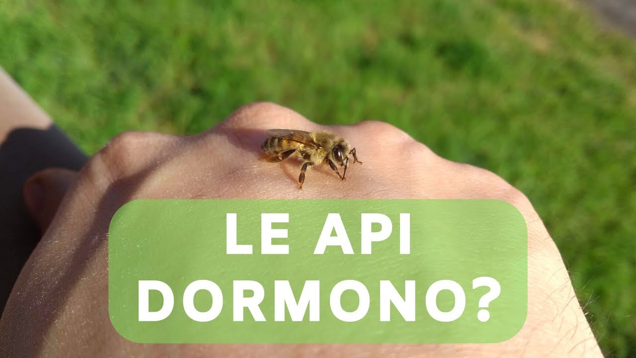 LE API DORMONO?
