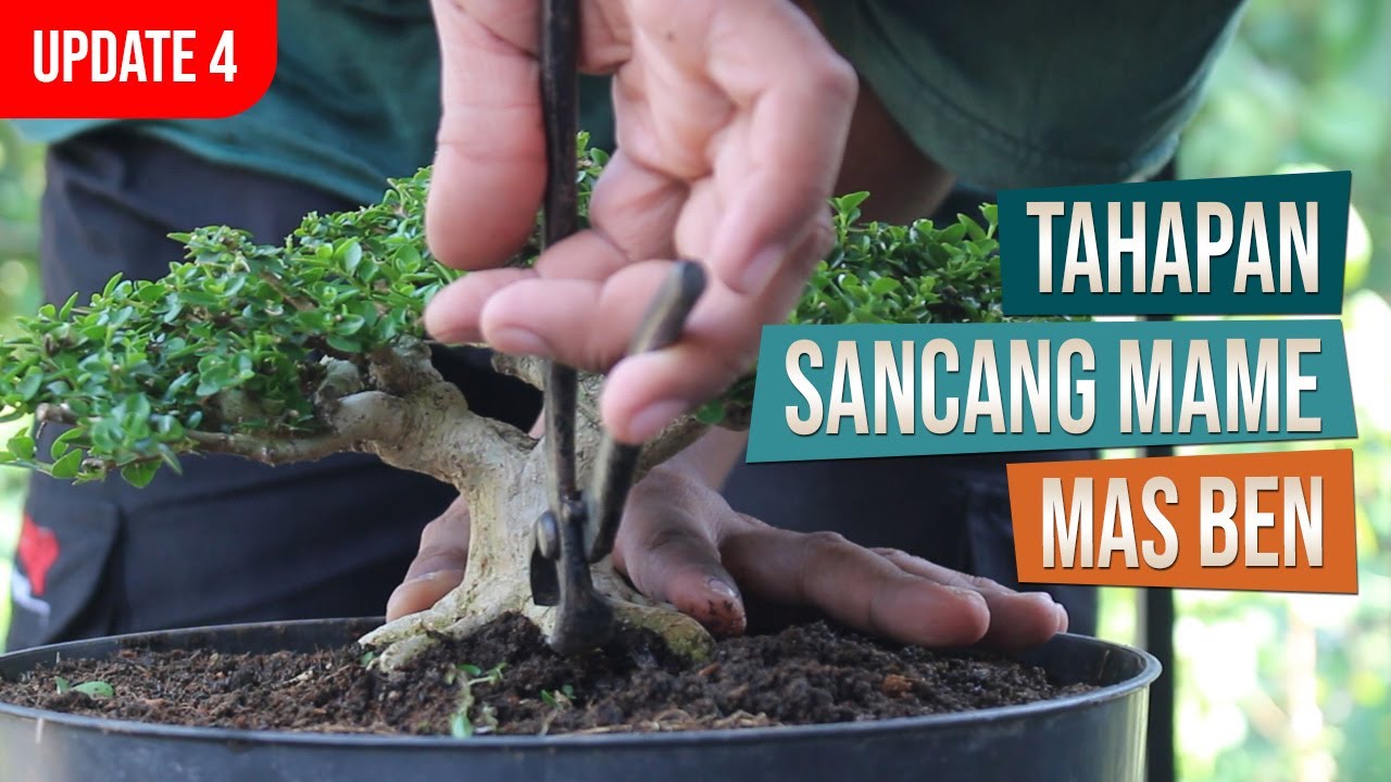 Update ! Tahapan Membuat Bonsai Mame Sancang Bersama Mas Ben  -  April 2024