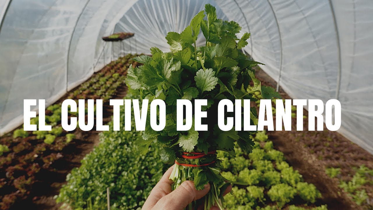 El Cultivo del Cilantro en la Huerta