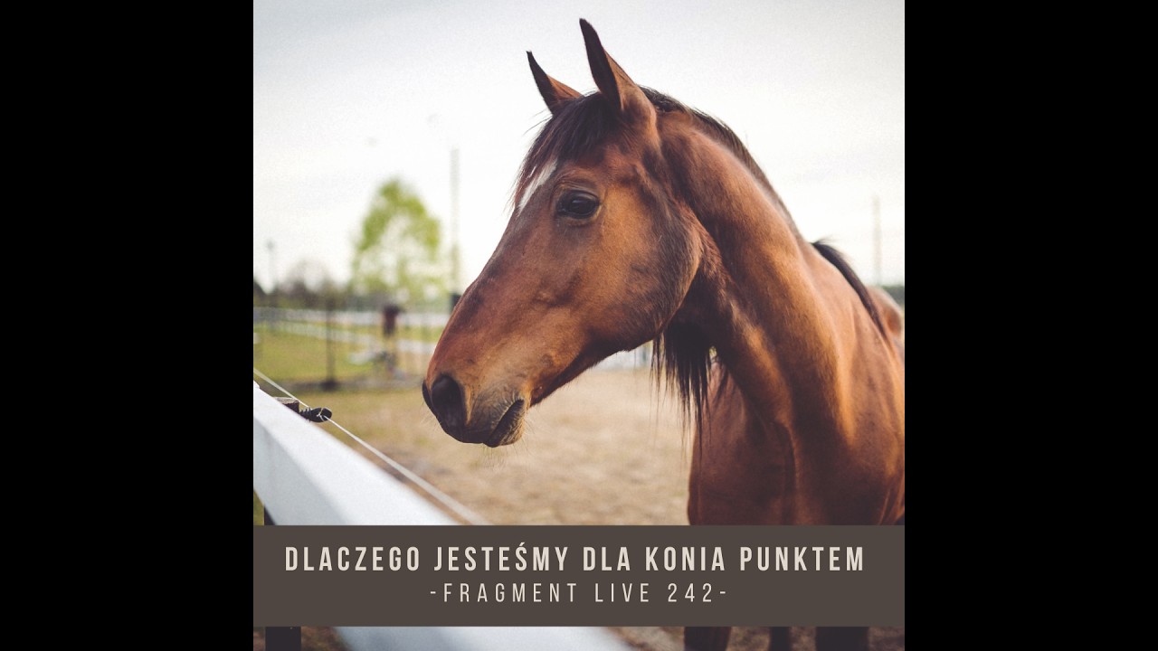Dlaczego jesteśmy dla konia punktem - fragment live 242 / Trening koni