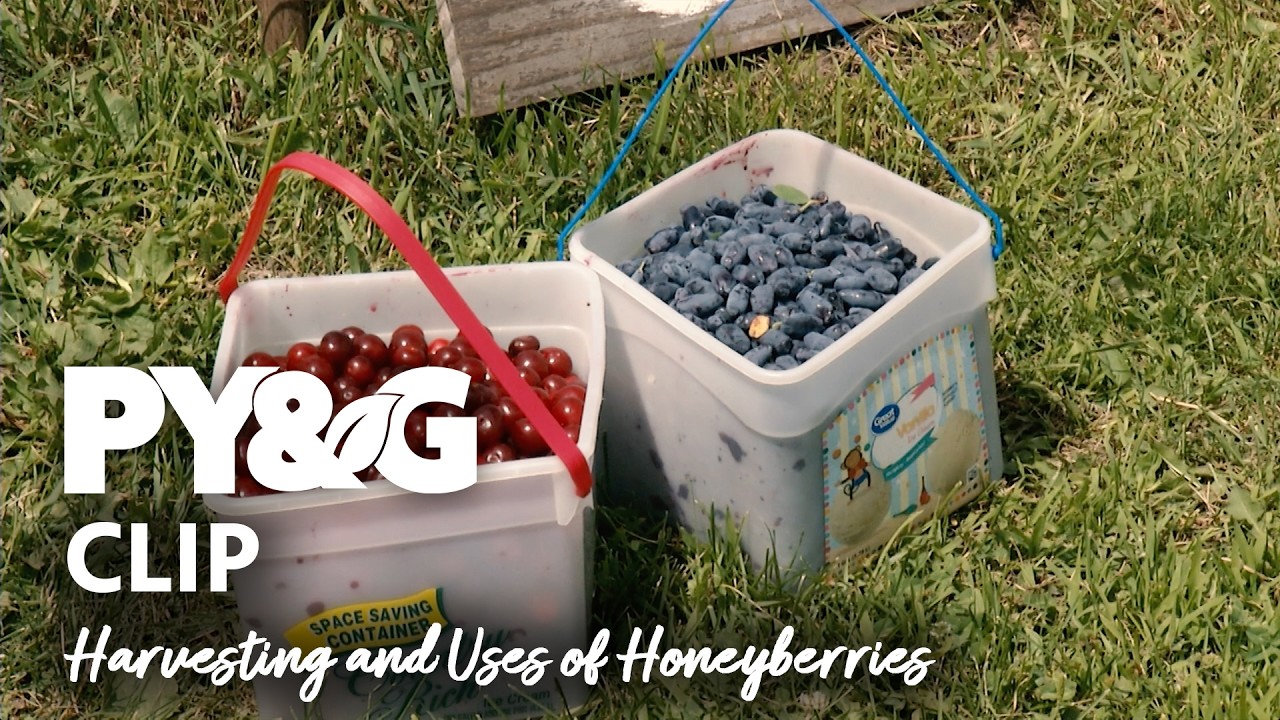 Harvesting & Uses of Honeyberries | The Honeyberry Farm | Prairie Yard & Garden Season 39, Episode 6