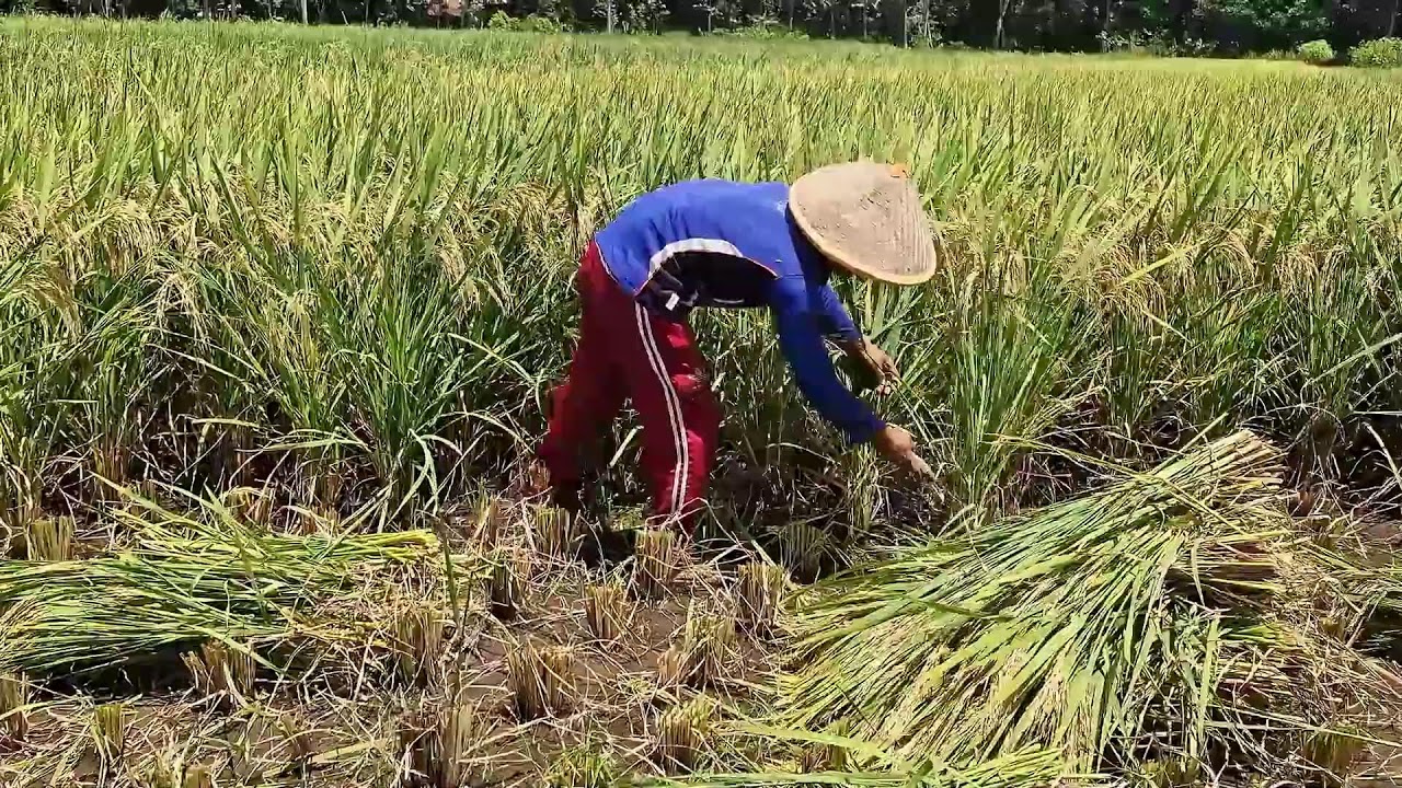 FROM FIELD TO HARVEST: THE MOST EFFICIENT RICE CUTTING PROCESS WITH A SUPER SHARP TOOL!-farming tips