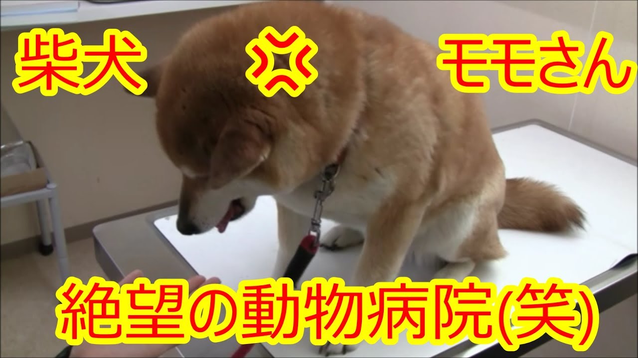 柴犬モモさん絶望の動物病院