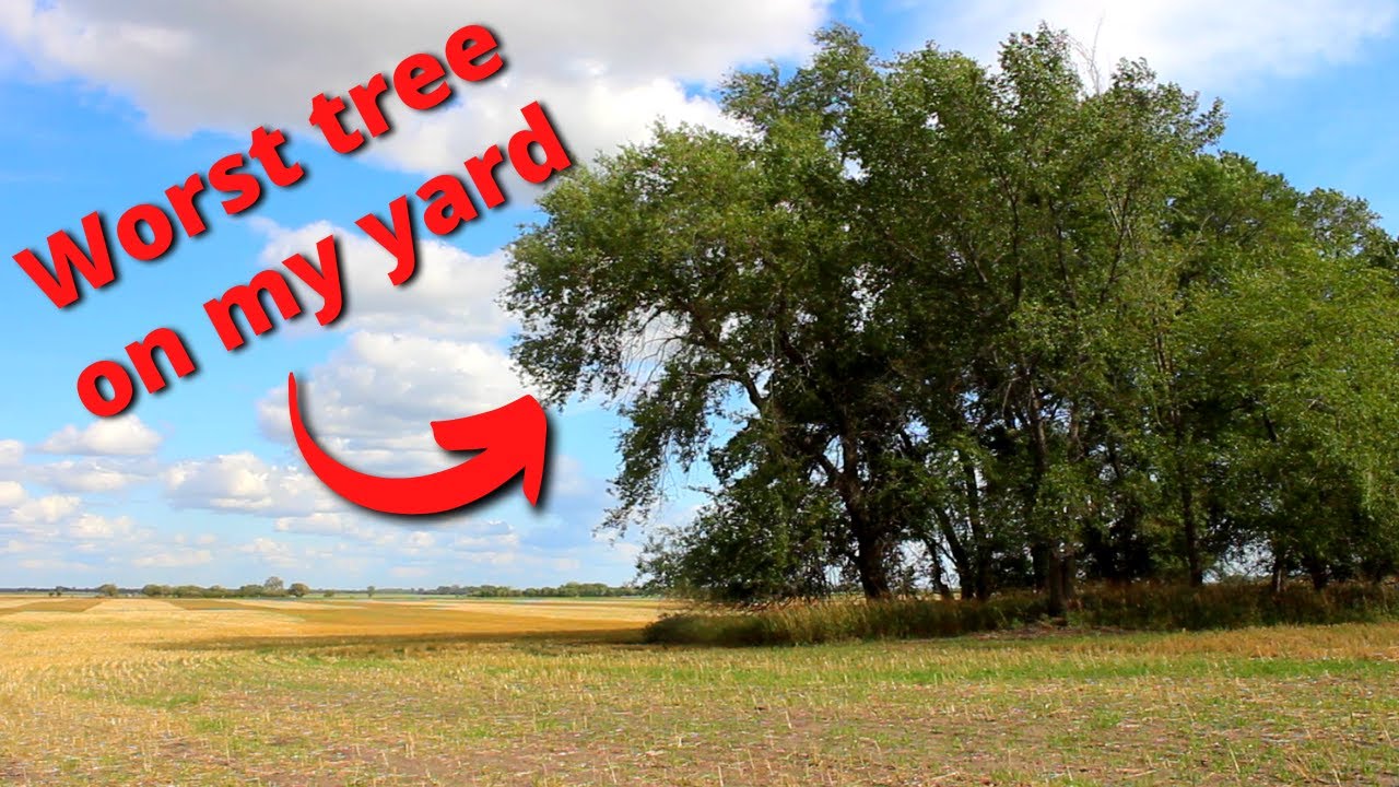 Eating the Worst Tree on my Yard - Siberian Elm