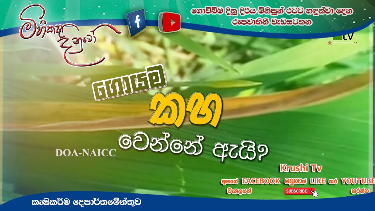 Mihikatha Dinuwo TV Program | ගොයම කහ වෙන්නේ ඇයි | 2026-01-30 | Krushi TV