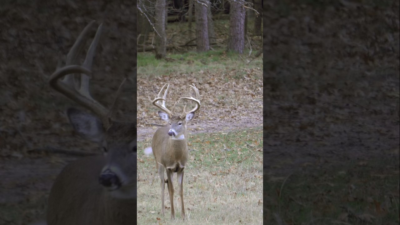 Who likes giant Michigan bucks? #hunting #deer #bowhunting #wildlife #wildlife