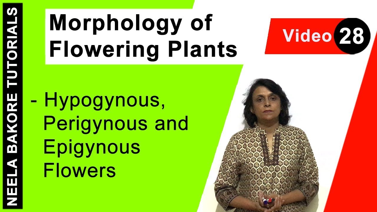 Morphology of Flowering Plants | NEET | Hypogynous, Perigynous and Epigynous Flowers | Neela Bakore