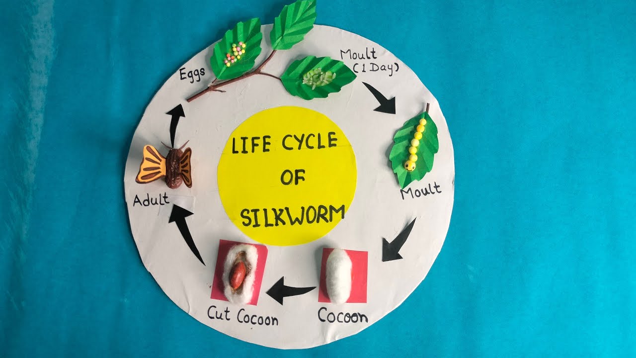 Life Cycle of Silkworm/Silkworm life cycle project/Life Cycle of Silkworm 3D #lifecycleofbutterfly