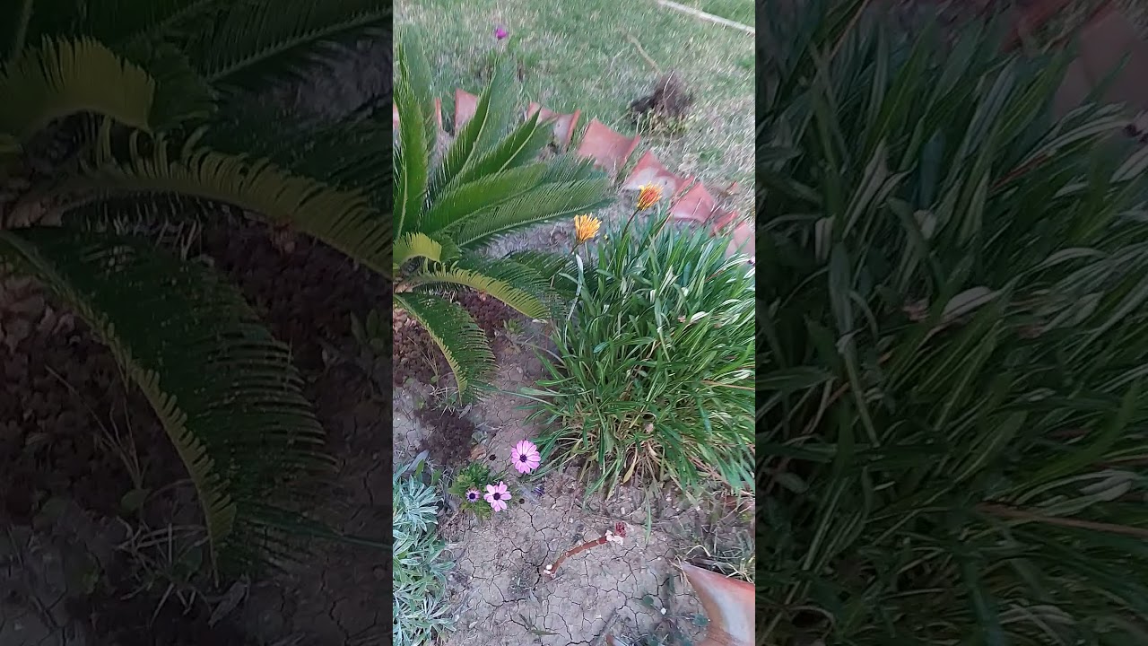 ÇOK FARKLI KİMSENİN BİlMEDİYİ ÇİÇEK COŞTURAN TARİF çeşme papatyaları ve bodrum papatyalari