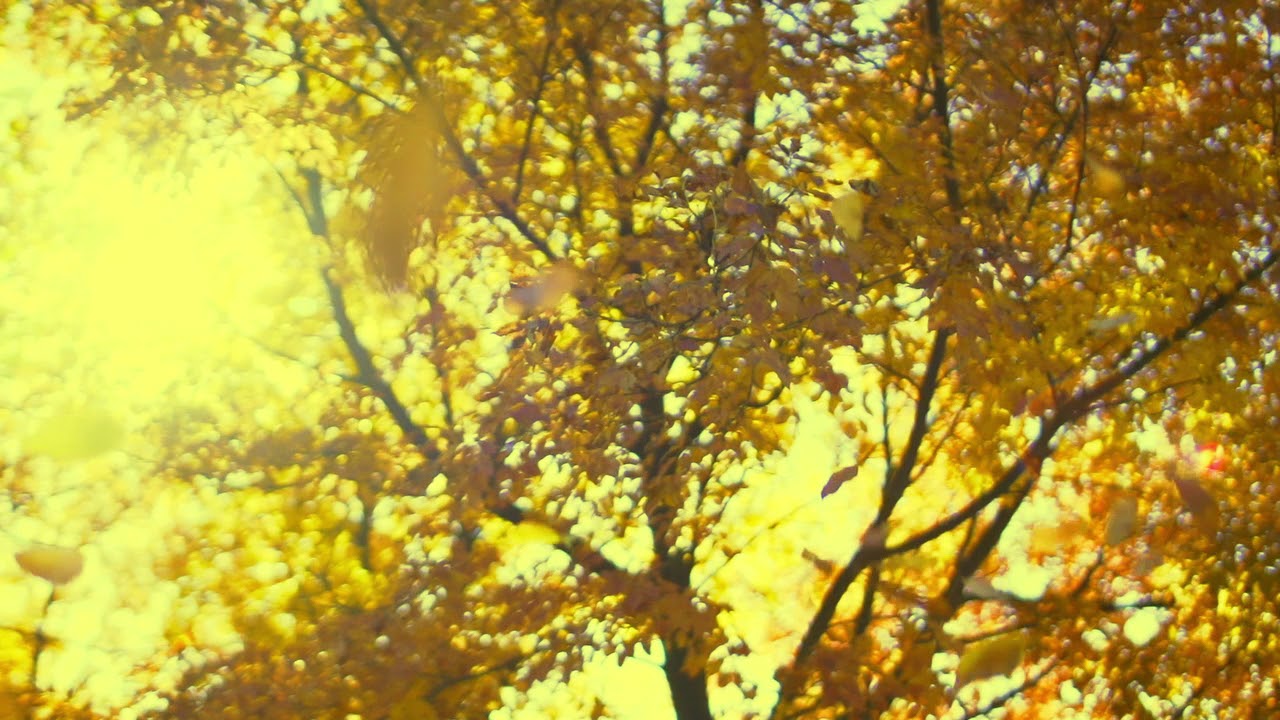 Samba - YELLOW [SHIFT]