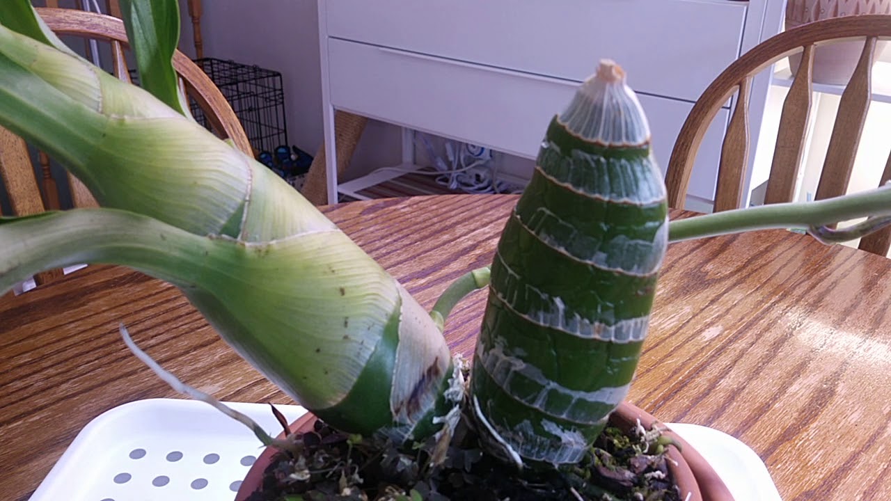 Monnierara Millennium Magic 