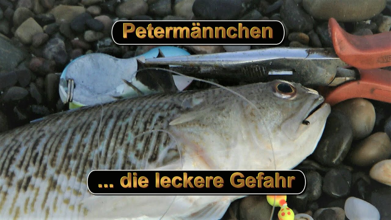 Peterm&auml;nnchen -  die leckere Gefahr : Geangelt, versorgt, verspeist