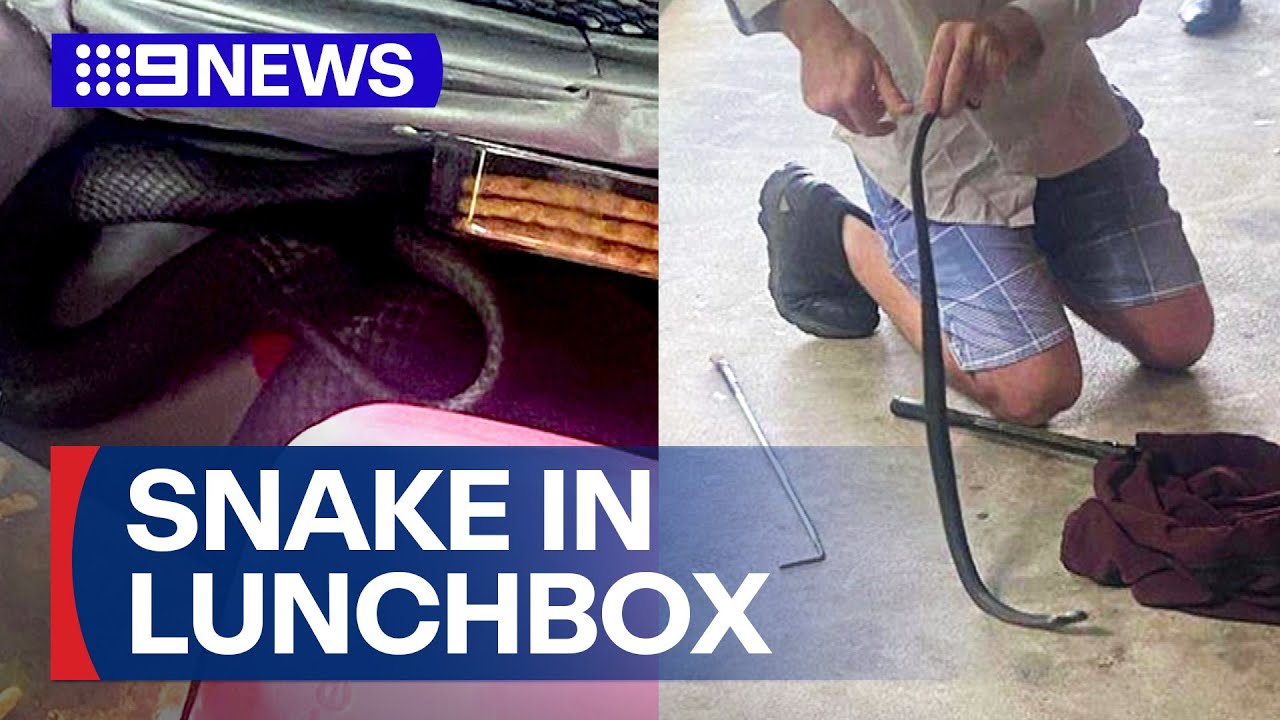 Schoolgirl gets fright of her life after snake found in lunchbox | 9 News Australia