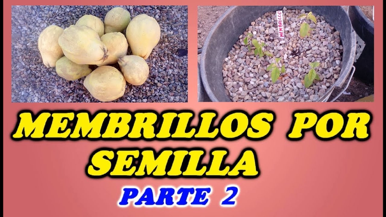 CÓMO GERMINAR SEMILLAS DE MEMBRILLO - RESULTADO FINAL y TRASPLANTE // Todo Huerta y Jardín