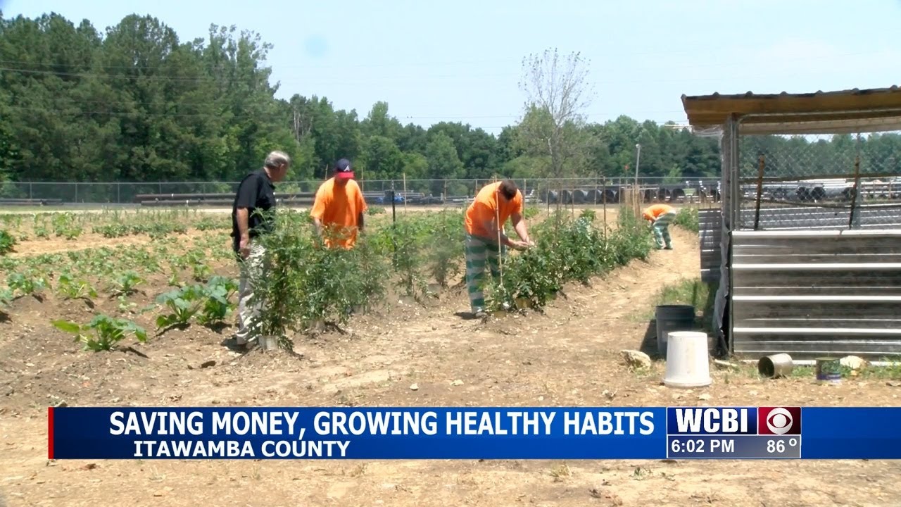 Itawamba County inmates grow their green thumb in jail garden