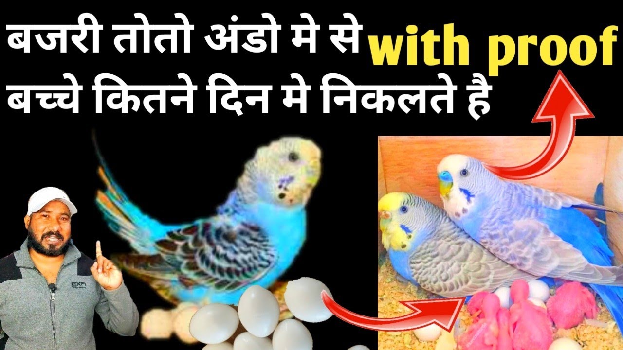 बजरी तोतो के अंडो मे से बच्चे कितने दिन बाद निकलते है / austrelian parrot egg hatcing time