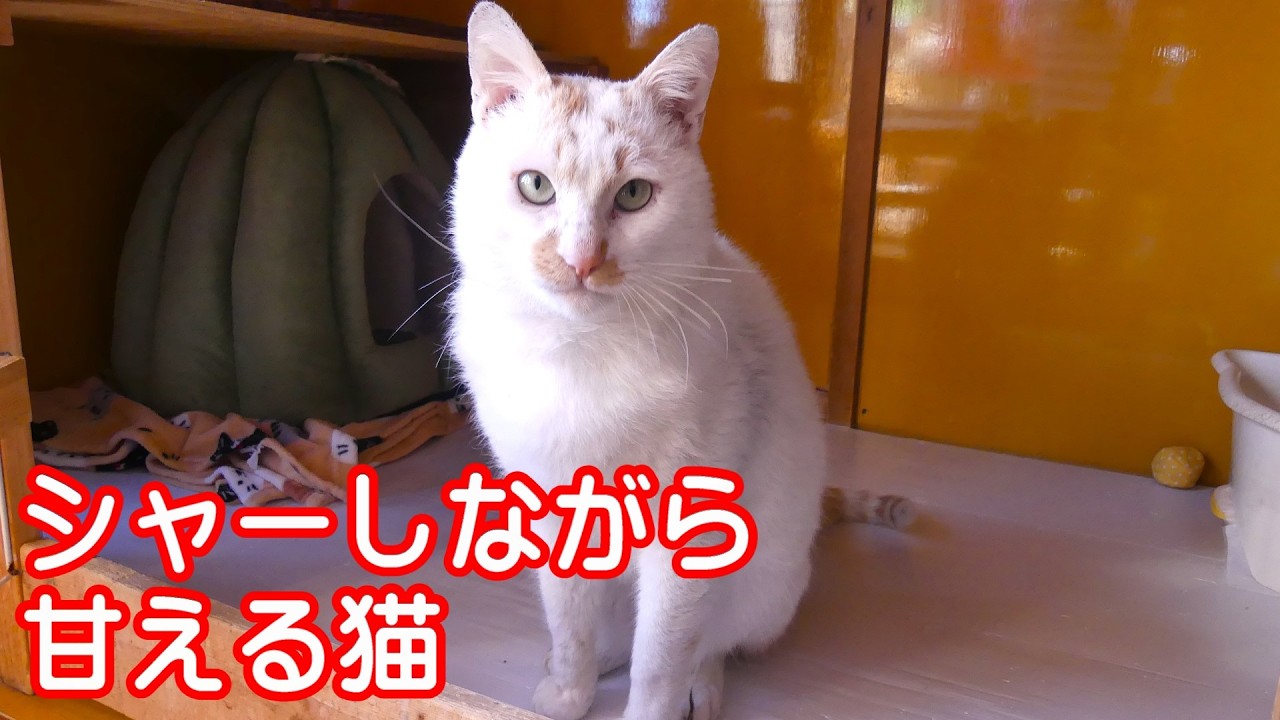 キレながら甘える茶たまくん