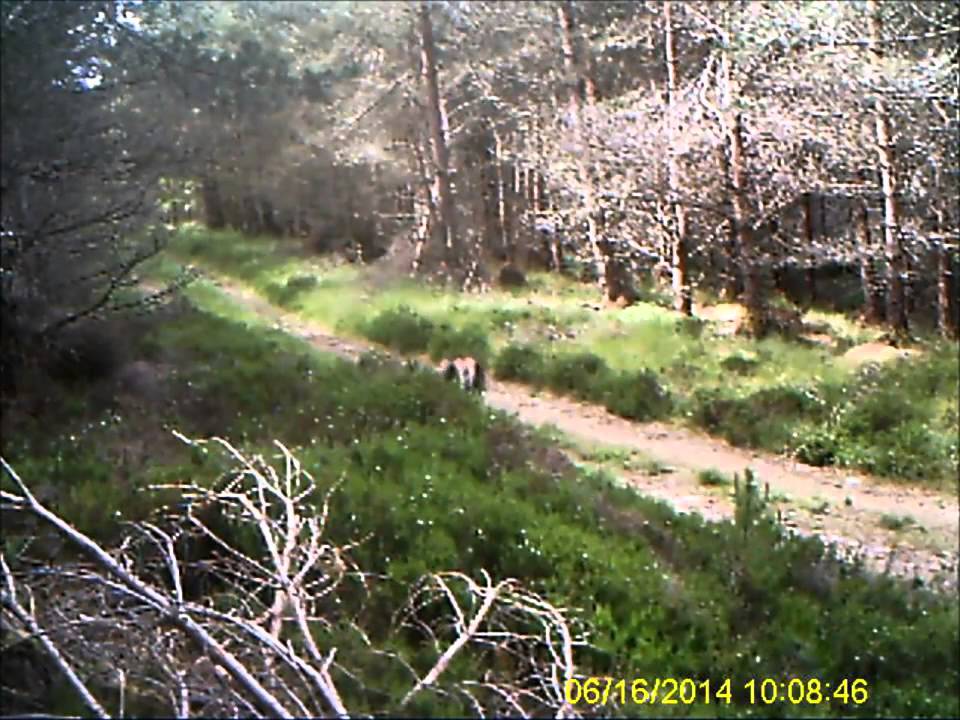 Cámara de caza - Footage - Ltl Acorn 5310MG - Desenfunda